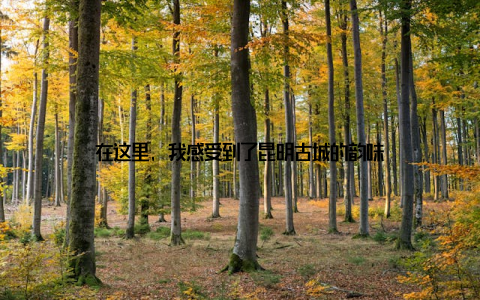 在这里, 我感受到了昆明古城的韵味