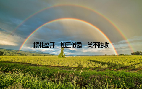 樱花盛开, 如云似霞, 美不胜收
