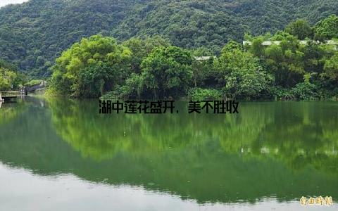 湖中莲花盛开, 美不胜收